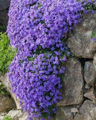 Buy4seeds Aubrieta Royal Blue 400 Seeds - Rock Garden Border Rock Cress Easy to Grow
