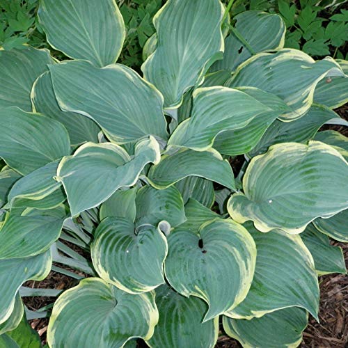 1 Live Potted Plant - Hosta Regal Splendor Large Upright Big Disease- 3" Pot – AB02 - Image 3