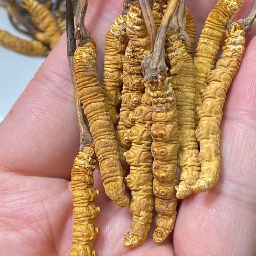 Image of Kida Jadi Premium Yarsagumba Powder, 100% Pure Wild Cordyceps Sinensis, Dietary Food Supplement, 100 Grams