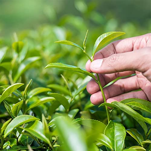 Qauzuy Garden 5 Premium Tea Tree Shrub Plant (Camellia Sinensis) Seeds For Planting | Organic Non-Gmo Heirloom Seeds To Plant Home Garden Outdoor #TOP3