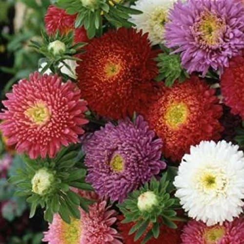 Non GMO Bulk Aster Powderpuff Seed Mix (Callistephus Chinensis) (5 lbs)