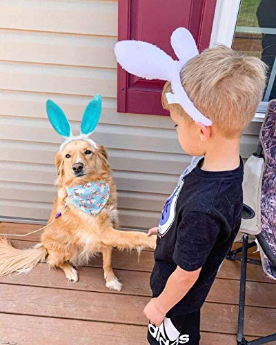 Disfraz de orejas de conejo y bandana para perro miniatura 6
