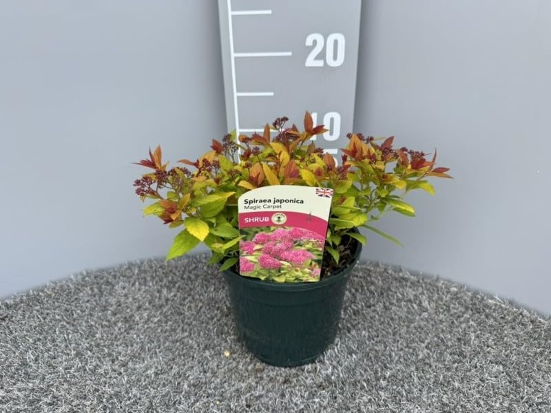 Spiraea Japonica Magic Carpet 3 Litre Pot Size