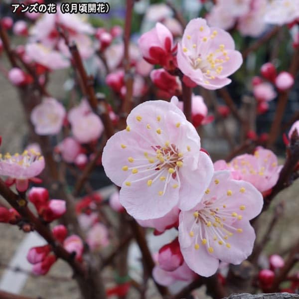 Amazon.co.jp: アンズ（杏）：新潟大実4～5号ポット[にいがたおおみ