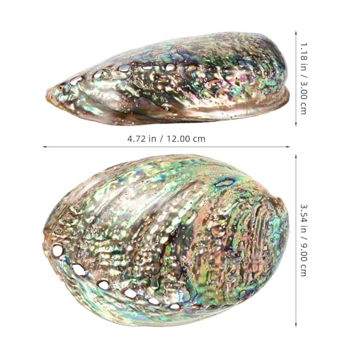 Abalone-Muschel Besportble 10-12 cm große Abalone-Schale
