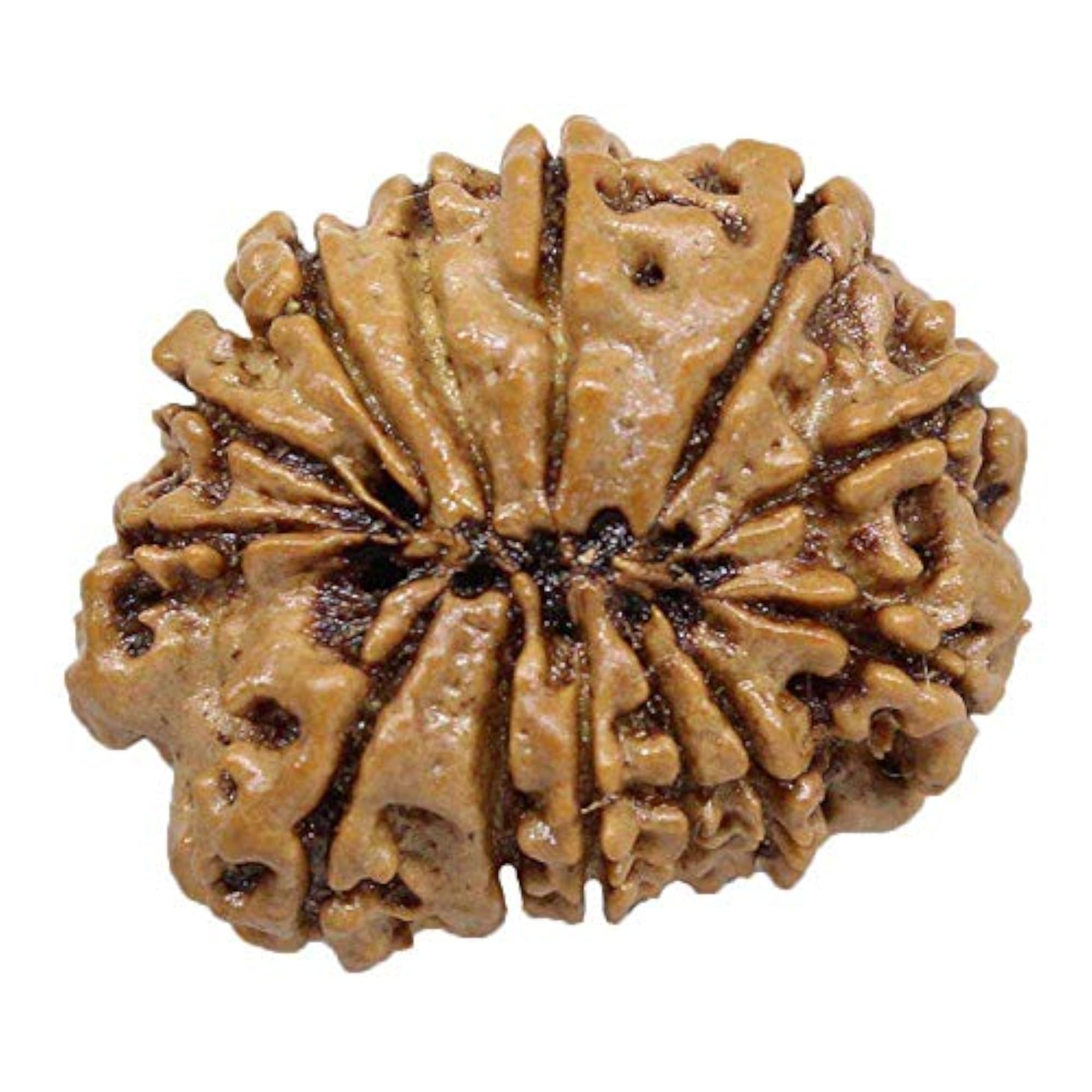 13 Mukhi Nepal Rudraksha Pendant, Pure Silver Gift