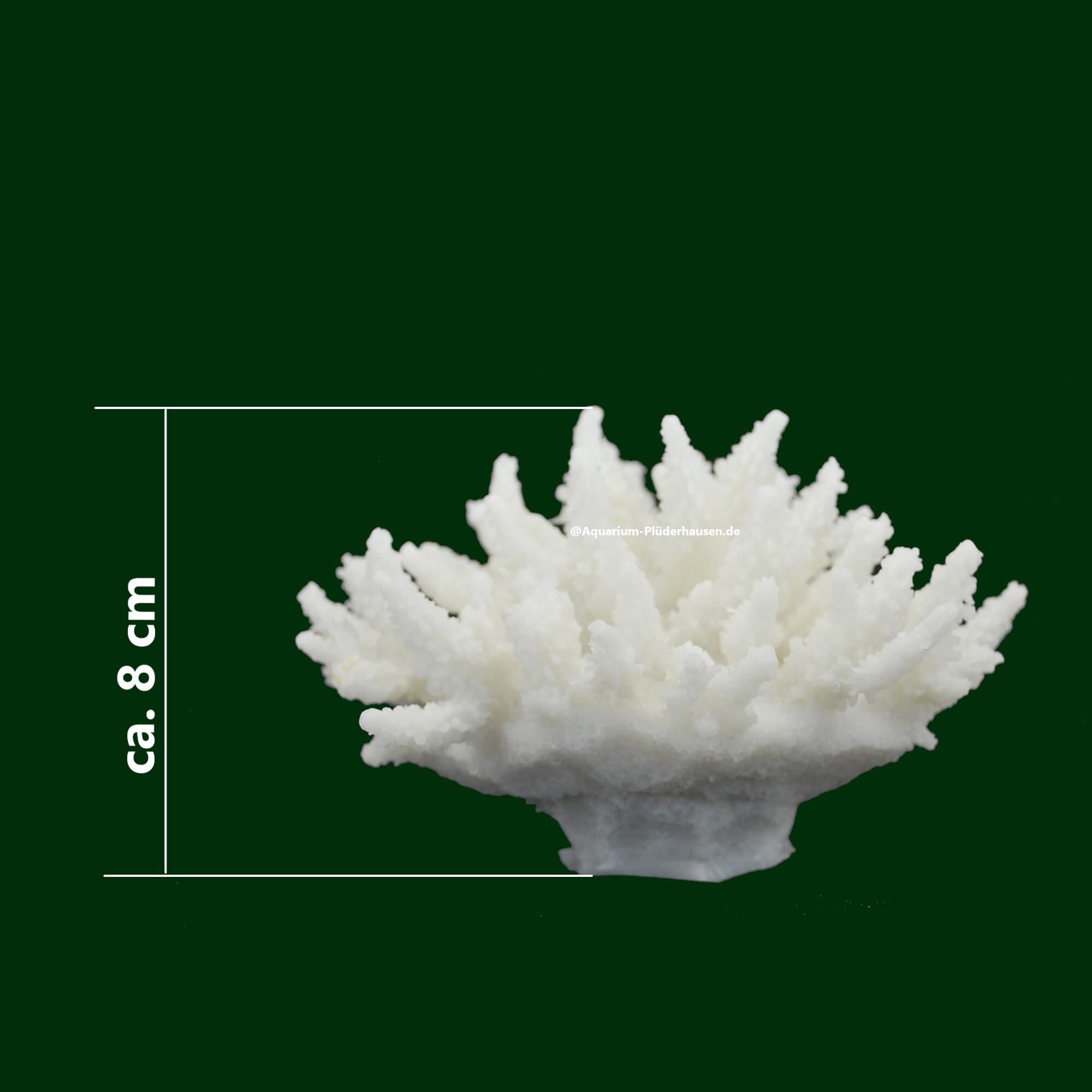 Steinkoralle, 13x13x8 cm, SPS, Acropora, Salz Aquarium Korallen Nachbildung