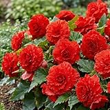 Begonia Rouge Fimbriata Collection - 5 Bulbes de Fleurs à Planter Exterieur - Plante Exterieur Jardin - Naturelle Plantes de Hollande (pas de graines, non artificielle)