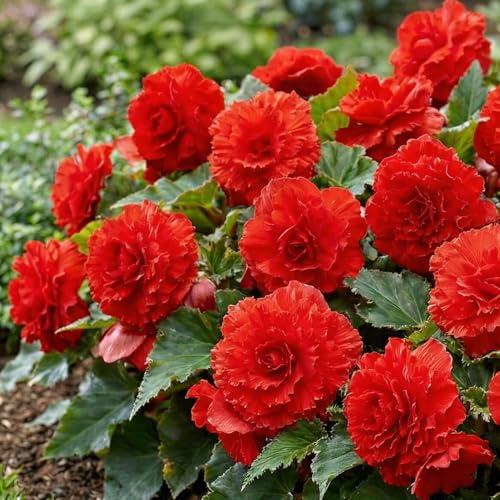 Begonie Fimbriata - Rot - Blumenzwiebeln Mehrjährig - 5 Zwiebeln - Echte Pflanzen aus Holland - für Garten und Topf (nicht Winterhart, große Knollen, kein Samen und nicht künstlich)