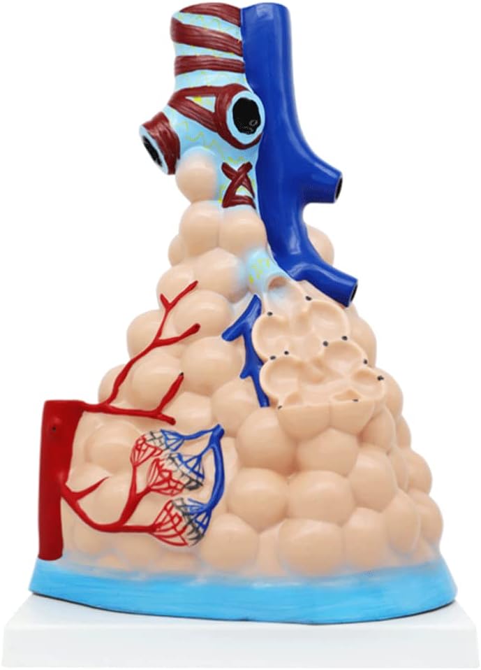 モデル 教育用モデル 肺胞拡大解剖モデル 肺構造モデル 生物学 教育用モデル 理科教室での研究 ティーチング用