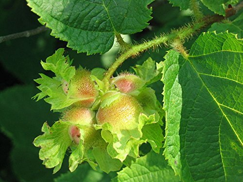 5 American Hazelnut Tree Aka Filbert Corylus Americana Fruit Nut Seeds #TOP5