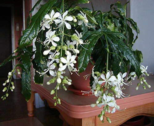 Green Paradise clerodendrum wallichii Live Beaituful Rare white Hanging flowering Plant (B08VND9CJ4) Amazon Price History, Amazon Price Tracker