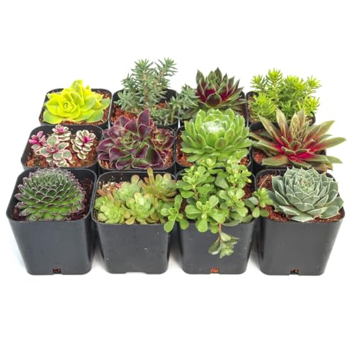 Mountain Crest Gardens Hardy Succulent Variety Pack - 12 Frost-Tolerant Live Plants, Rooted in 2 Inch Pots - Real Outdoor Succulents for Rock Gardens, Landscaping, DIY Arrangements