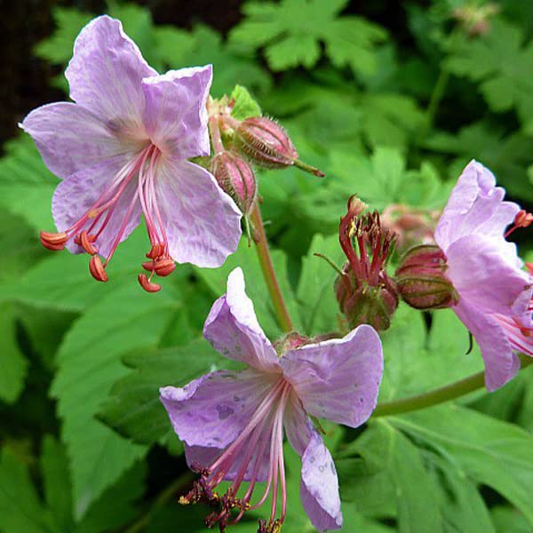 12 unità Geranium Macrorrhizum 'Ingwersen's Variety' - Perenne Rizomatosa Vaso 9x9cm ±1 m² - Geranio con Fiori Rosa Pallido per Giardini