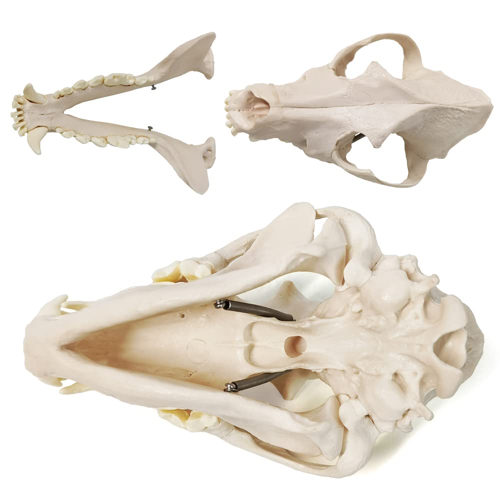 Amazon.co.jp: Benilev 犬の頭蓋骨 解剖学モデル 実物大レプリカ