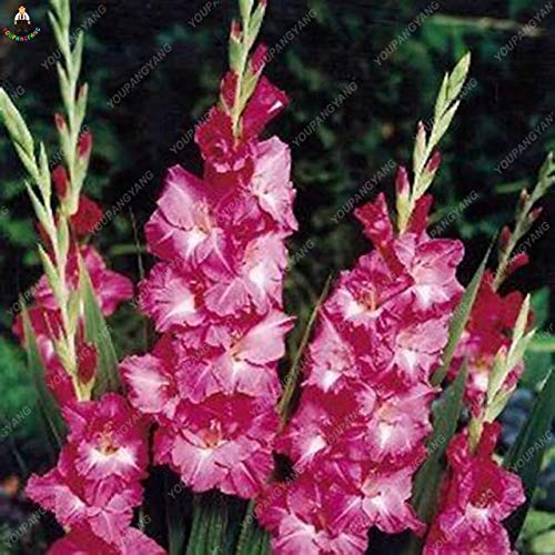 Frische 100pcs Gladiolo semi di Fiore per piantare rosa
