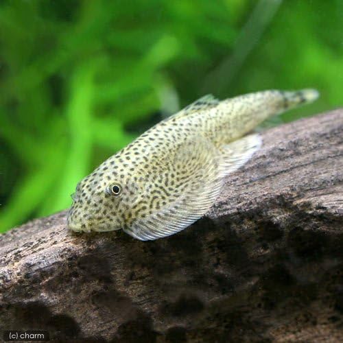 Amazon 熱帯魚 チャイナバタフライ プレコ １匹 北海道 九州航空便要保温 Charm チャーム 観賞魚 水中生物 通販
