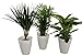 Produktbild Dominik Blumen und Pflanzen, Fresh-Air-Trio, Dracena Marginata, Zimmerpalme mit Dieffenbachia und Dekotopf, weiß