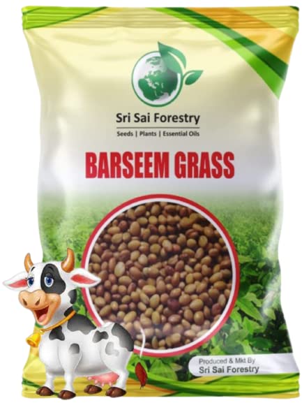 SRI SAI FORESTRY Berseem Grass Seeds 8000 Seeds Pack | King of Fodder Barseem Grass Seed (B0C2N81VNB) Amazon Price History, Amazon Price Tracker
