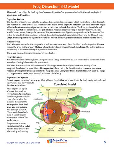 Image of NewPath Learning Frog Dissection 3-D Paper Model Making Kit, Set /5 Full-Color, Paper Model Templates & Teacher Guide (24-7722)
