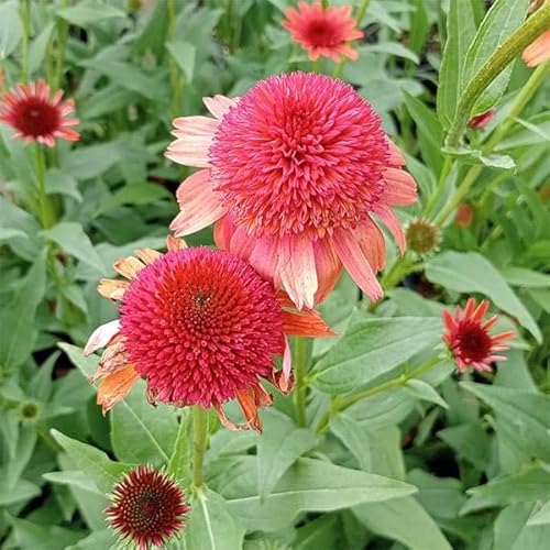 エキナセア：キャロットケーキ 3-3.5号ポット[八重咲き 6～10月開花 草丈35～50cm 小輪で超多花性 宿根草]のサムネイル