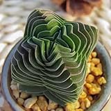 Sprout N Green Crassula cv. Buddha's Temple, Live Succulent Plant Fully Rooted in 2' Pots with Soil Mix, Real Houseplant for Indoor Outdoor Home Office Wedding Decoration Party Favor