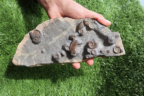 Image of Ammonite Fossil Natural Platyclymenia & Goniatites Plate Fossil Devonian Fossil from Morocco Rare Fossil Ammonite Fossil A58