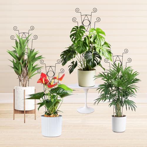 Yhtpouqe Stackable Metal Trellis for Climbing Plants Outdoor & Indoor - 4 Pack Garden Trellis for Potted Plants, Rust-Resistant Plant Support Stakes for Vines, Flowers - Sturdy Plant Trellis by Yhtpouqe - Image 7