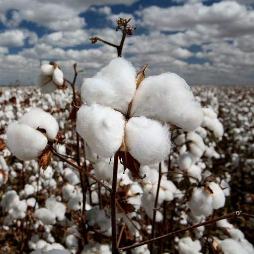 Farmcrane Cotton plant seeds 30 seeds pack (B07PF3J55M) Amazon Price History, Amazon Price Tracker