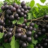 Hunt Muscadine Grape Vine - Bare Root Live Plant - Cannot Ship to Oregon (1)