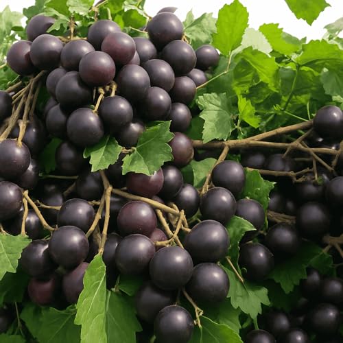 Hunt Muscadine Grape Vine - Bare Root Live Plant - Cannot Ship to Oregon (1)