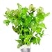 Mainam Bacopa Caroliniana Live Aquarium Plants Stems Bundle Freshwater Tropical Flowering Plant Decorations