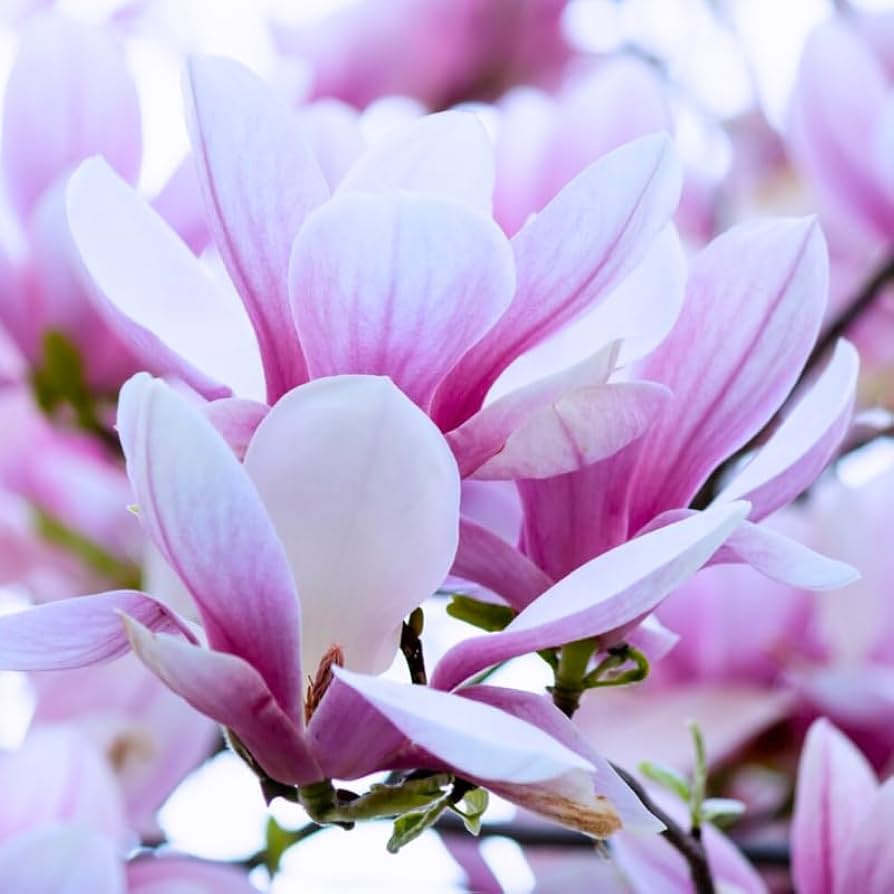 ハイドランジア マグノリア magnolia12.jpg?v=1684891230&