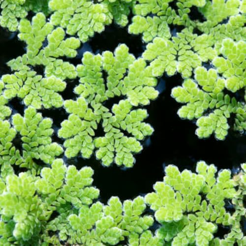 Azolla caroliniana Su Üstü Bitkisi, 30 cc Kapta, Akvaryum ve Havuz için