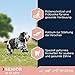 Eukanuba Hundefutter mit frischem Huhn für mittelgroße Rassen, Premium Trockenfutter für Senior Hunde, 15 kg