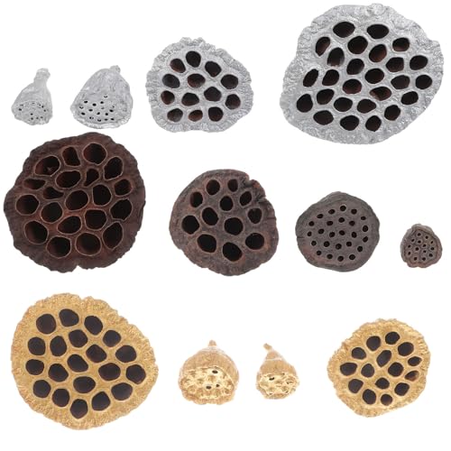 12 piezas de semillas de loto secas para decoración DIY miniatura 1