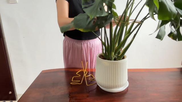 モンステラ 鉄スタンド　黒 モンステラ 鉄スタンド 黒 モンステラ 鉄スタンド 黒