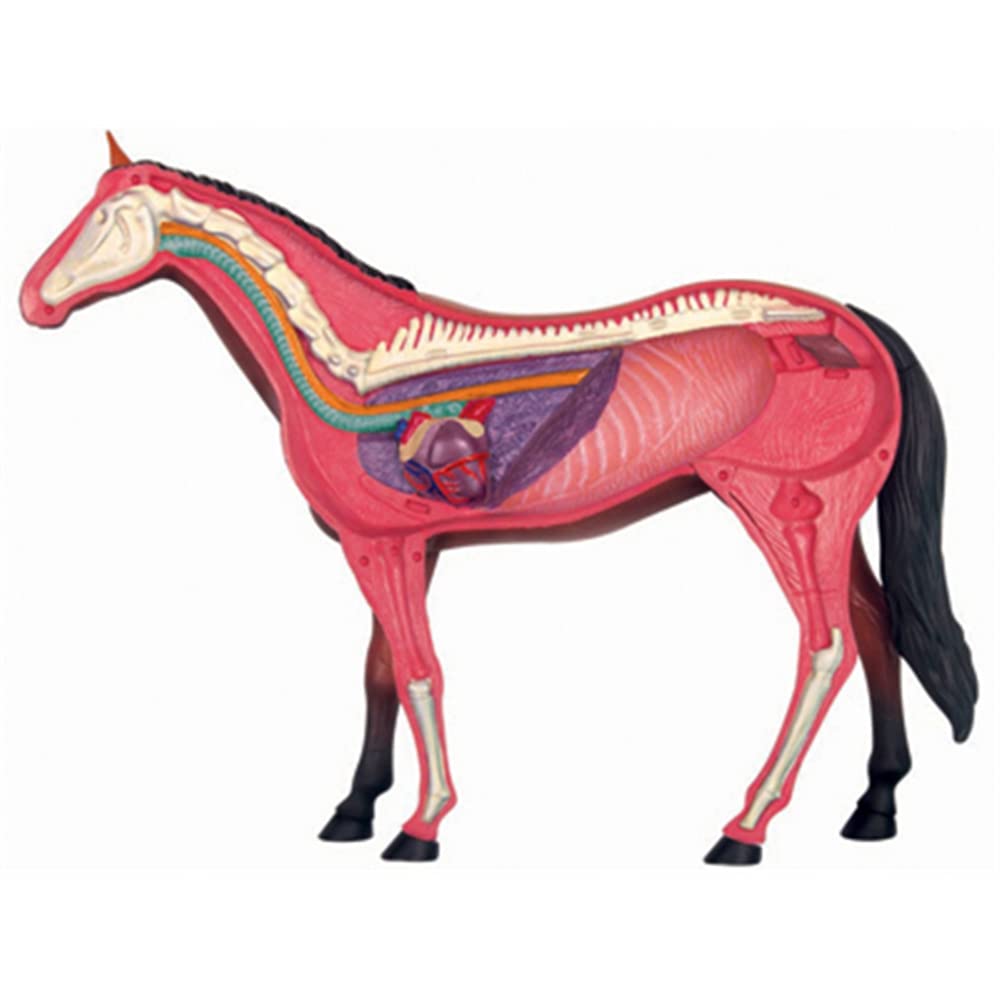 Modelo de AnatomíA de óRganos de Animales Juguete de Ensamblaje de Inteligencia de Caballo 4D Modelo de AnatomíA para EnseñAnza, Aparatos de Populares DIY