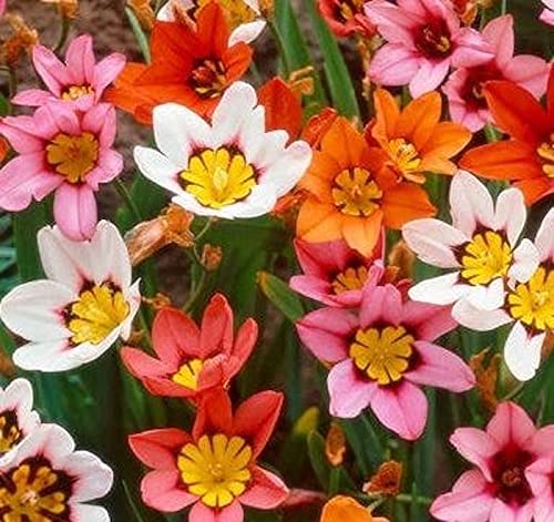 Bulbi da Fiore (15 X Sparaxis tricolor in miscuglio)