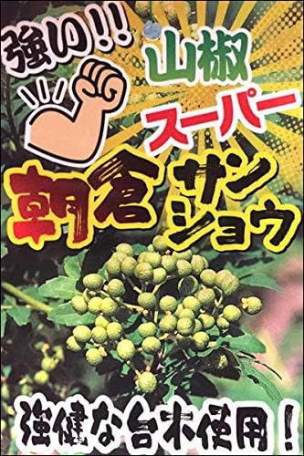 Amazon 朝倉山椒 サンショウ スーパー接木苗 ポット 自分流の農園ガーデニングに仕上げて下さい 乾燥 過湿 移植に強い 枯れにくい さんしょう 接木 メス木 豊産性 実山椒 観葉植物 オンライン通販