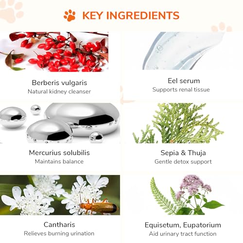 Image of Bakson Veterinary Creatinine Aid Drops for Pets | Natural Homoeopathic Renal Support | Helps Maintain Creatinine Levels & Kidney Function | Gentle, Non-Toxic & Safe Long-Term Care - 30ML