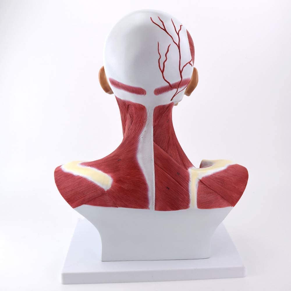 Modello anatomico: modello di muscoli umani della testa e del collo per educazione medica e dimostrazione, strumento di insegnamento anatomico dettagliato per studenti e professionisti