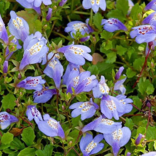 Bloomique - Lot de 3 - Mazus Reptans - Mazus rampant - Plantes de bassin - Plantes aquatiques - Rustique - Hauteur 10-20 cm - Pot 9 cm