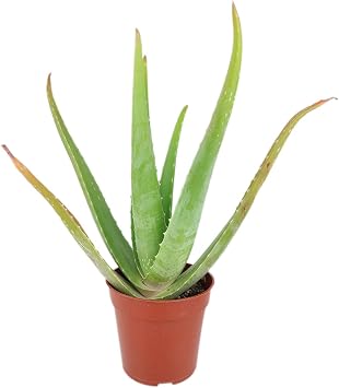 Aloe Vera 9"-13" Tall in 4" Grower Pot - Air Purifying and Live Healthy Houseplant - Easy to Grow, Easy to Care Indoor Houseplant - Fully Rooted in 2/4/4.5/5/6 inch Sizes