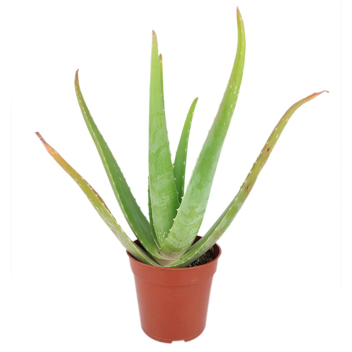 Amazon.com : Aloe Vera (4" Minimalist Pot w. Saucer) - Air Purifying and  Live Healthy Houseplant - Easy to Grow, Easy to Care Indoor Houseplant -  Fully Rooted in 2/4/4.5/5/6 inch Sizes :