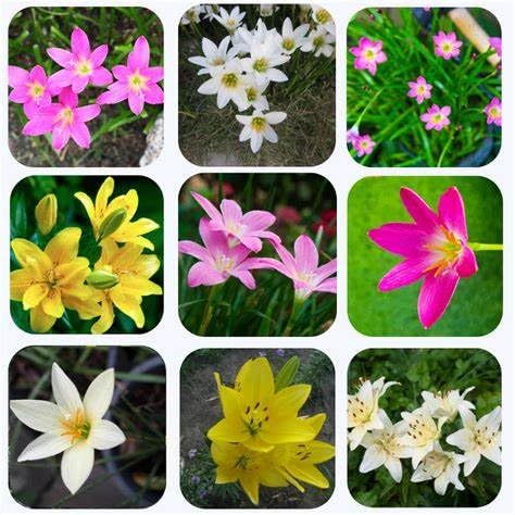 See full amazon price history chart for Rain lily Flower Bulbs (Mix 10 Bulbs) For Home Gardening Rain lily Flower Bulbs (Mix 10 Bulbs) For Home Gardening (B0CT949CPY) Amazon Price History, Amazon Price Tracker