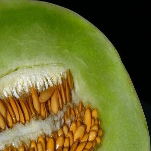Melon Honeydew vert Chair Graines (Cucumis melo) 50 + Graines