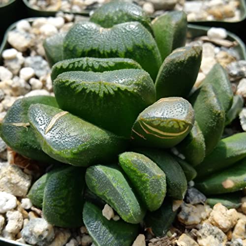 Planet Desert Haworthia Truncata V. Maughanii Cacti Cactus Succulent Real Live Plant #TOP2