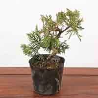 【確認用】糸魚川真柏　盆栽素材(A) Amazon.co.jp: 遊恵盆栽 盆栽素材苗：糸魚川真柏（曲） : DIY