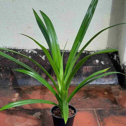 100Pcs Green Pandan Plant Seeds